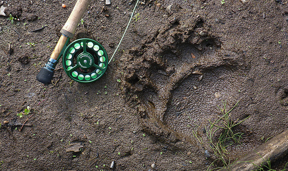 Bear Sign Everywhere
