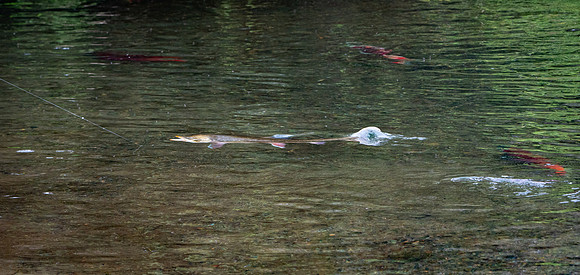 Dolly among the Sockeye