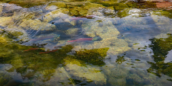 Sockeye Salmon