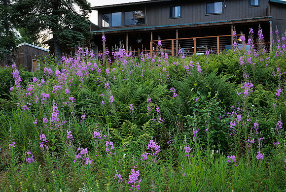Alaska Fireweed