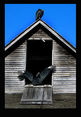 Black Vultures @ Penn Farm