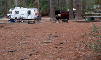 Nice campsite