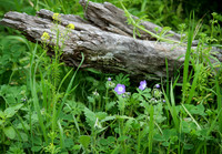 Wildflowers