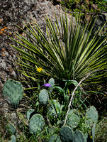 Prickly Pear and Yucca