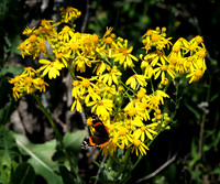 Swamp Sunflowers