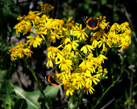 Swamp Sunflowers