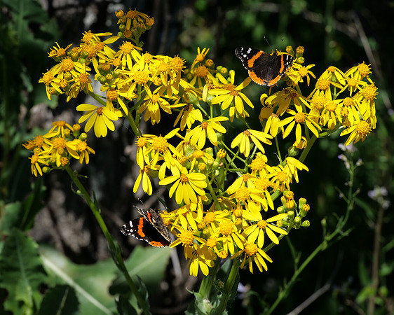 Swamp Sunflowers