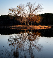 CCC Island Daingerfield SP TX
