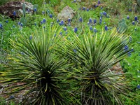 Yucca and Bluebonnets