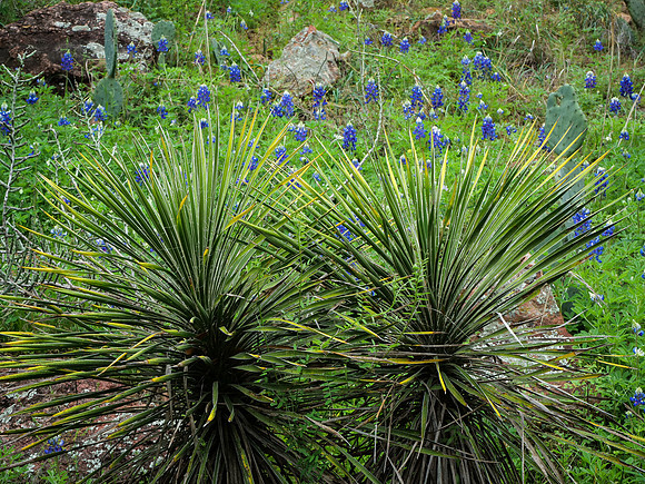 Yucca and Bluebonnets
