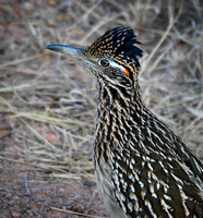 Roadrunner