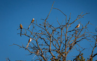 Scissortail Flycatchers
