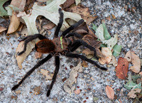 Tarantula Spider