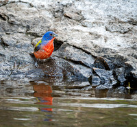 Painted Bunting