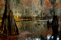 Mill Pond Caddo Lake