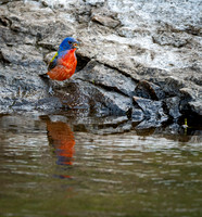 Painted Bunting