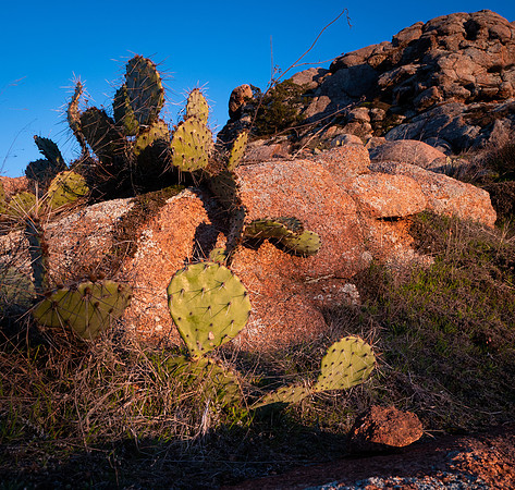 Prickley Pears