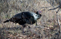 Rio Grande Turkey