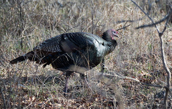 Rio Grande Turkey