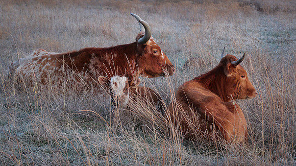 Original herd from WMWR helped save the Longhorn in 1927