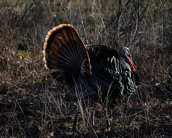 Strutter