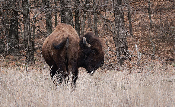 Buffalo Butt