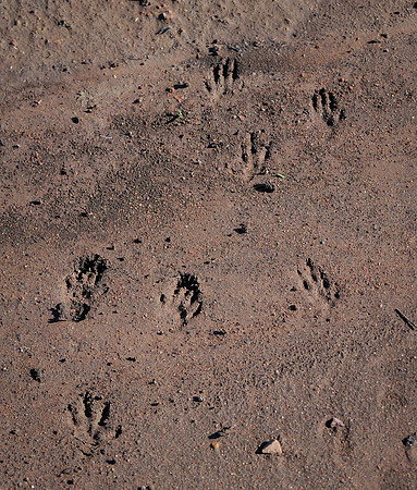 Prairie Dog Tracks