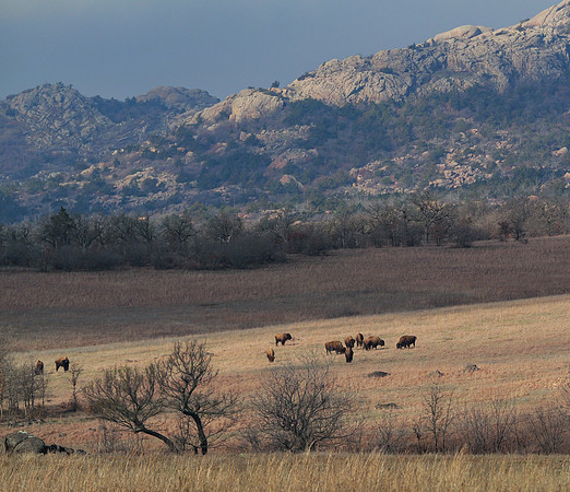 Grazing the Meadow