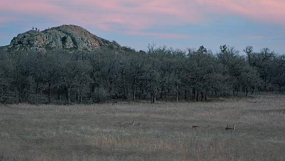 White-tailed Deer at Sunset