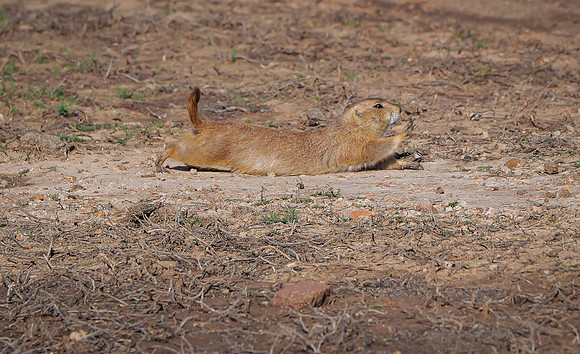 Black Tail Prairie Dog