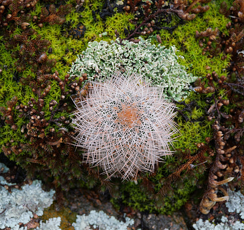 Succulents