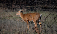 Whitetail Doe