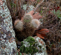 Cacti