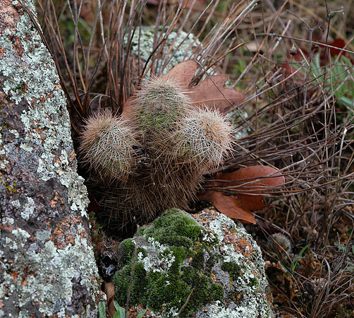 Cacti