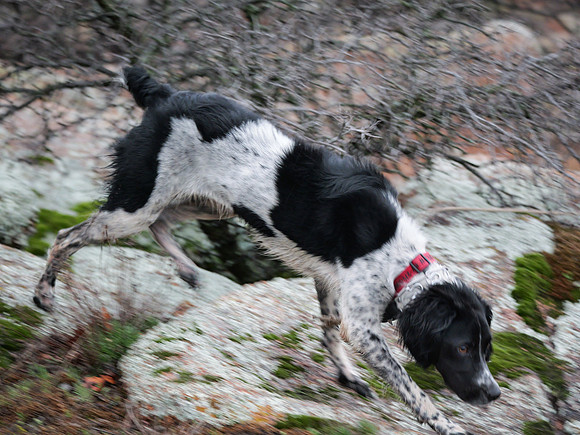 On the Hunt