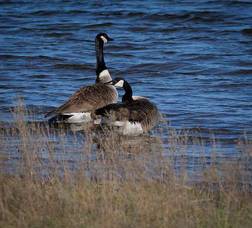 Canadian Geese