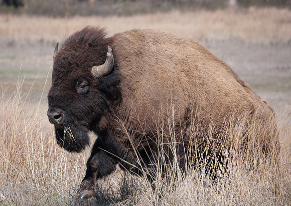Tatanka