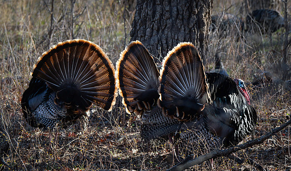 Shake a Tail Feather