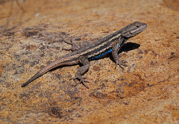 Western Fence Lizard aka Blue Belly
