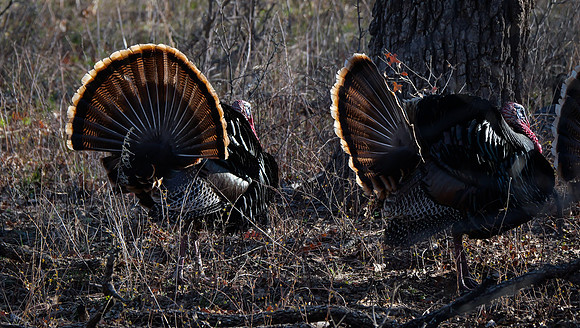 Fanning Gobblers