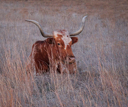 Texas Longhorn