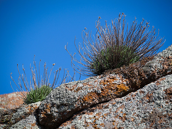 Blue Sky Detail
