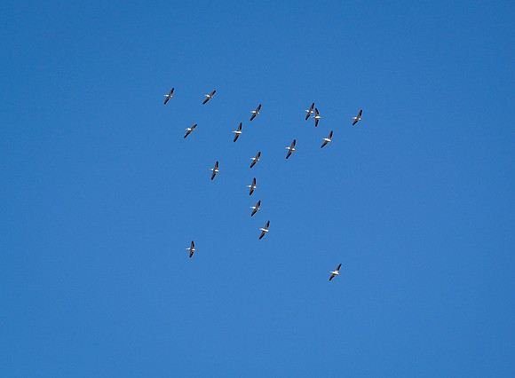 Pelicans at Altitude