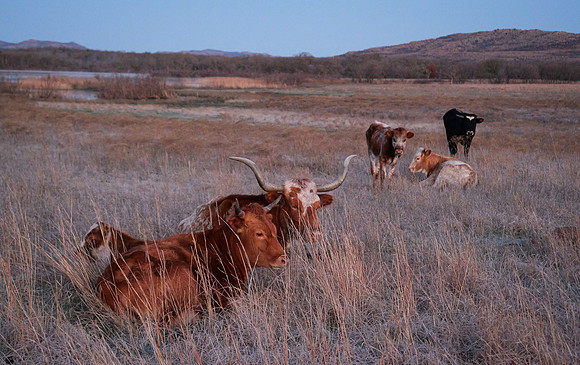 Content Longhorns