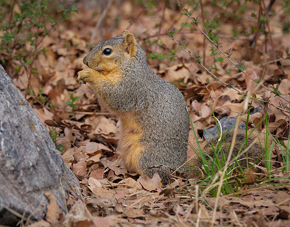 Fox Squirrel