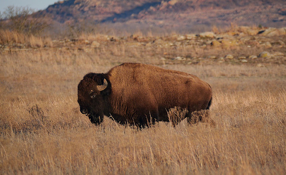 American Bison