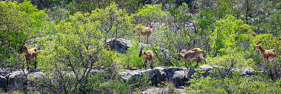 Browsing Ibex