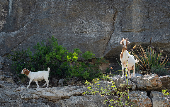 Goats on the Rocks