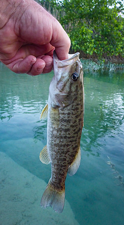 Bass on the Fly