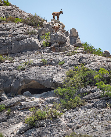 King of the Hill